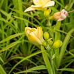 Denivka 'Tequila and Lime' - Hemerocallis 'Tequila and Lime'