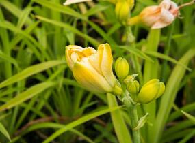 Denivka 'Tequila and Lime' - Hemerocallis 'Tequila and Lime'