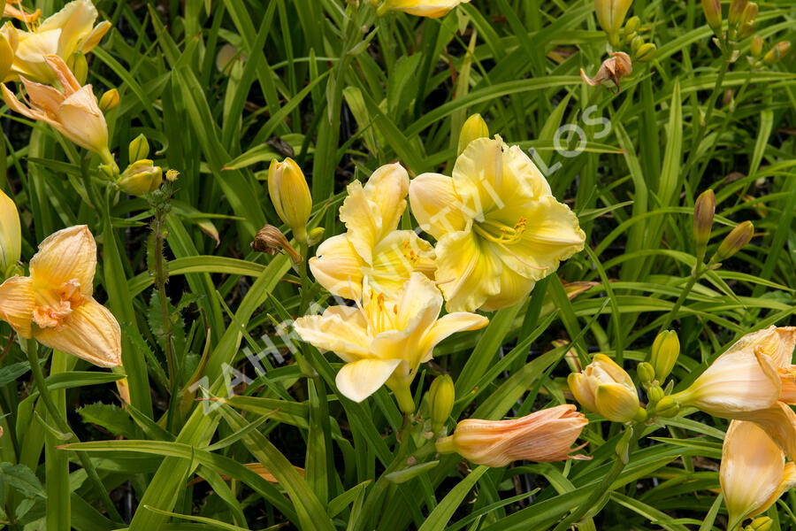 Denivka 'Tequila and Lime' - Hemerocallis 'Tequila and Lime'