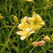 Denivka 'Tequila and Lime' - Hemerocallis 'Tequila and Lime'