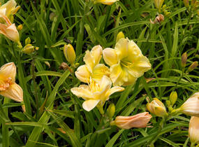 Denivka 'Tequila and Lime' - Hemerocallis 'Tequila and Lime'