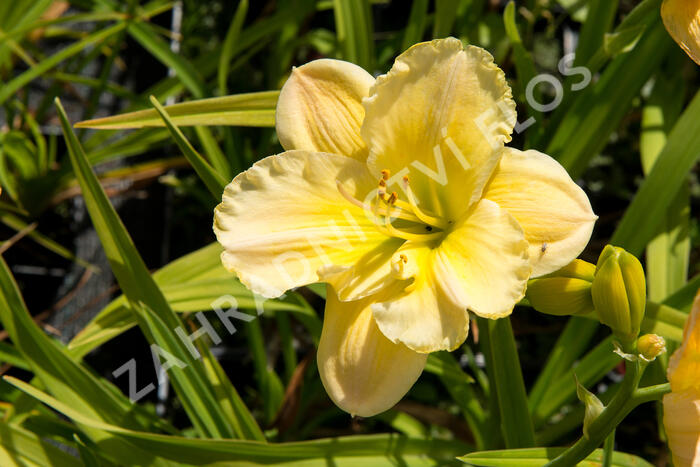 Denivka 'Tequila and Lime' - Hemerocallis 'Tequila and Lime'