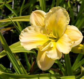 Denivka 'Tequila and Lime' - Hemerocallis 'Tequila and Lime'