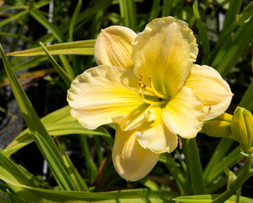 Denivka 'Tequila and Lime'