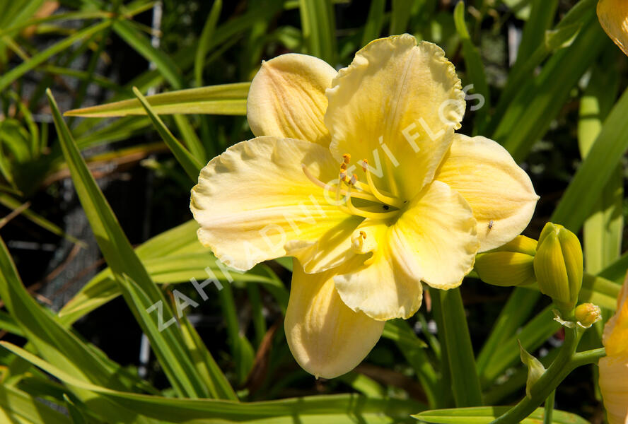 Denivka 'Tequila and Lime' - Hemerocallis 'Tequila and Lime'