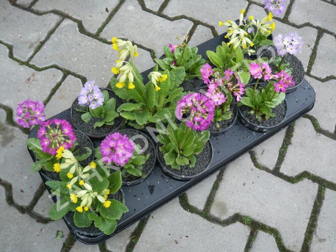 Prvosenka mix - Primula mix