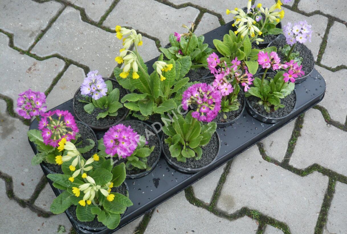 Prvosenka mix - Primula mix