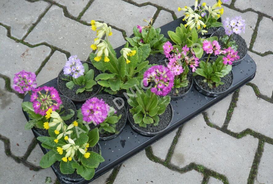 Prvosenka mix - Primula mix