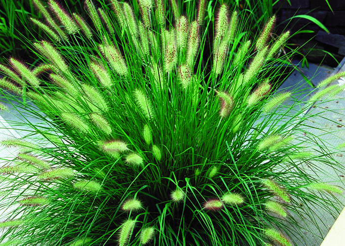 Dochan psárkovitý - Pennisetum alopecuroides