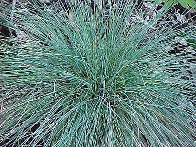 Kostřava popelavá (šedá) - Festuca cinerea (glauca)