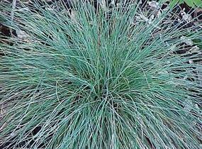 Kostřava popelavá (šedá) - Festuca cinerea (glauca)