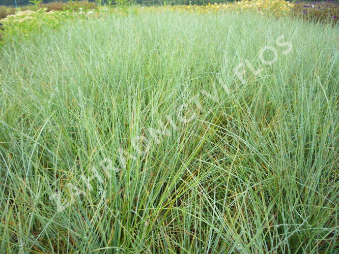 Kostřava popelavá (šedá) - Festuca cinerea (glauca)