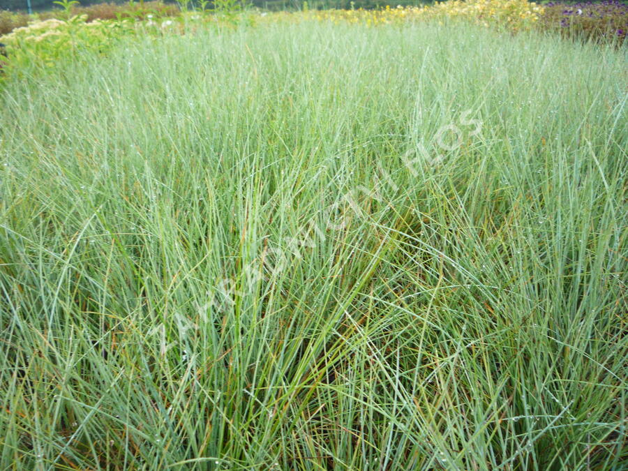 Kostřava popelavá (šedá) - Festuca cinerea (glauca)