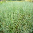 Kostřava popelavá (šedá) - Festuca cinerea (glauca)