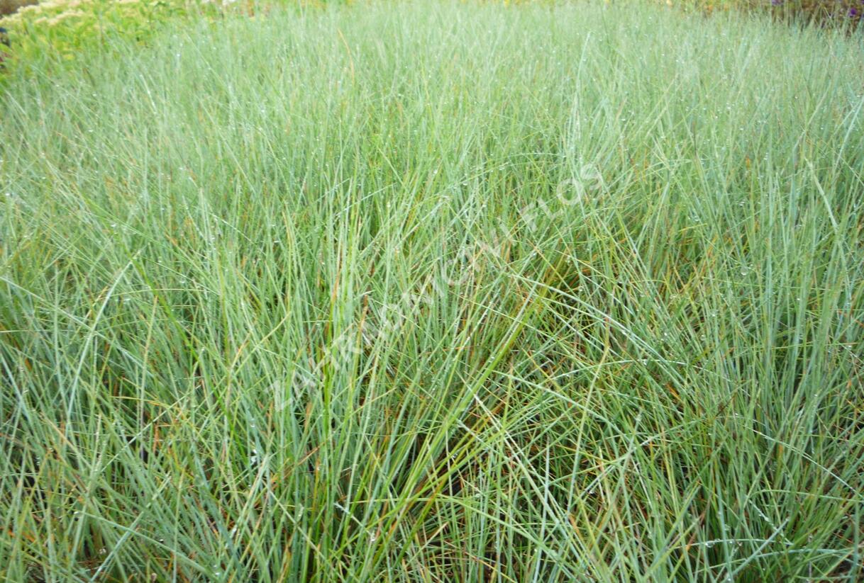 Kostřava popelavá (šedá) - Festuca cinerea (glauca)