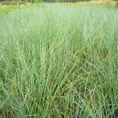 Kostřava popelavá (šedá) - Festuca cinerea (glauca)