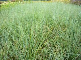 Kostřava popelavá (šedá) - Festuca cinerea (glauca)