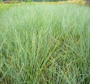 Kostřava popelavá (šedá) - Festuca cinerea (glauca)