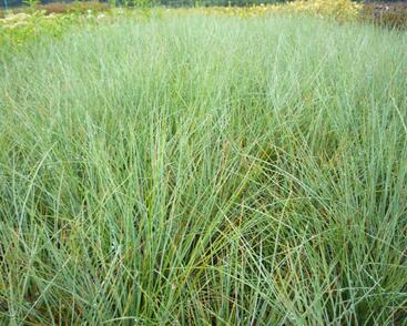 Kostřava popelavá (šedá)