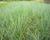 Kostřava popelavá (šedá)