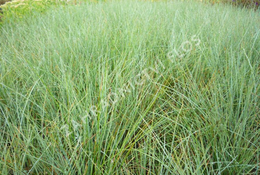Kostřava popelavá (šedá) - Festuca cinerea (glauca)