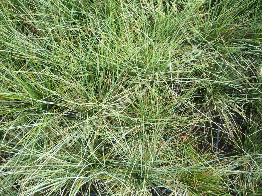 Kostřava popelavá (šedá) - Festuca cinerea (glauca)