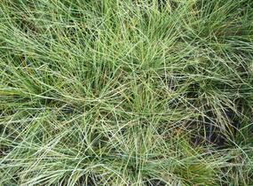 Kostřava popelavá (šedá) - Festuca cinerea (glauca)