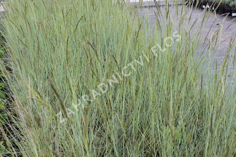 Kostřava popelavá (šedá) - Festuca cinerea (glauca)