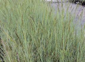 Kostřava popelavá (šedá) - Festuca cinerea (glauca)