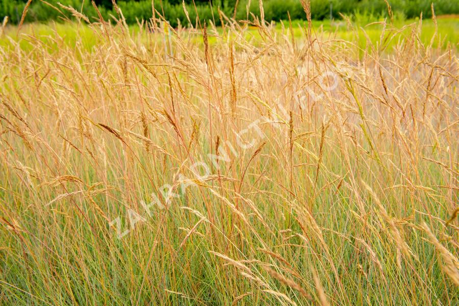 Kostřava popelavá (šedá) - Festuca cinerea (glauca)