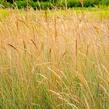 Kostřava popelavá (šedá) - Festuca cinerea (glauca)