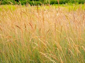 Kostřava popelavá (šedá) - Festuca cinerea (glauca)