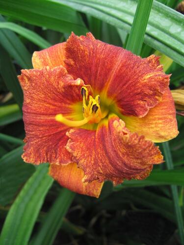 Denivka 'Spacecoast Freaky Tiki' - Hemerocallis 'Spacecoast Freaky Tiki'