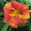 Denivka 'Spacecoast Freaky Tiki' - Hemerocallis 'Spacecoast Freaky Tiki'