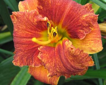 Denivka 'Spacecoast Freaky Tiki'