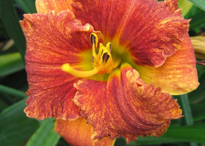 Denivka 'Spacecoast Freaky Tiki' - Hemerocallis 'Spacecoast Freaky Tiki'