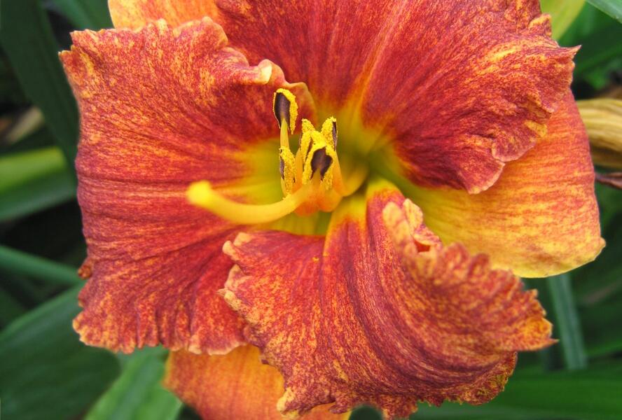 Denivka 'Spacecoast Freaky Tiki' - Hemerocallis 'Spacecoast Freaky Tiki'