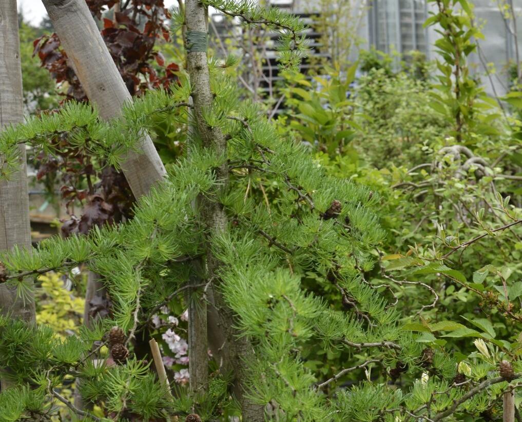 Modřín japonský 'Diana' - Larix kaempferi 'Diana'