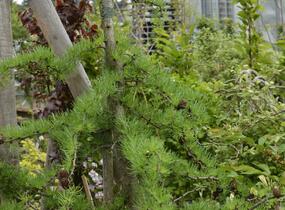 Modřín japonský 'Diana' - Larix kaempferi 'Diana'