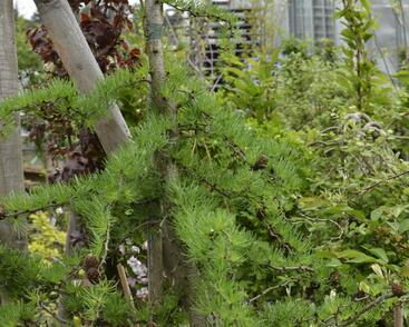 Modřín japonský 'Diana'