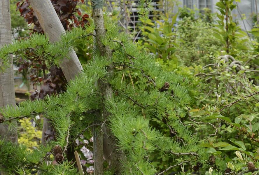 Modřín japonský 'Diana' - Larix kaempferi 'Diana'