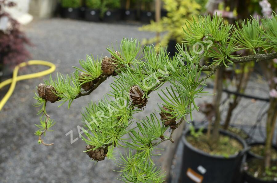 Modřín japonský 'Diana' - Larix kaempferi 'Diana'