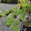 Modřín japonský 'Diana' - Larix kaempferi 'Diana'