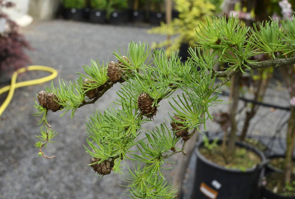 Modřín japonský 'Diana' - Larix kaempferi 'Diana'