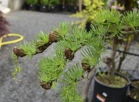 Modřín japonský 'Diana' - Larix kaempferi 'Diana'