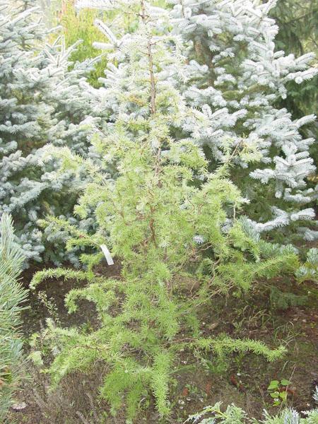 Modřín japonský 'Diana' - Larix kaempferi 'Diana'