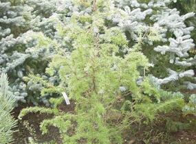 Modřín japonský 'Diana' - Larix kaempferi 'Diana'
