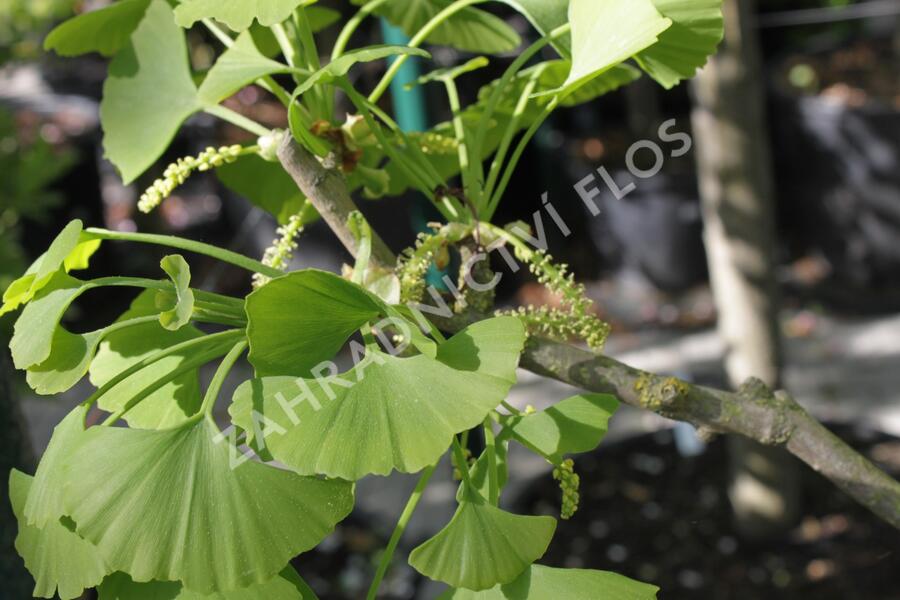 Jinan dvoulaločný 'Fastigiata' - Ginkgo biloba 'Fastigiata'