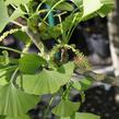 Jinan dvoulaločný 'Fastigiata' - Ginkgo biloba 'Fastigiata'