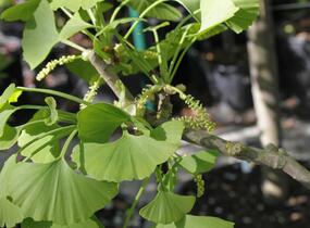 Jinan dvoulaločný 'Fastigiata' - Ginkgo biloba 'Fastigiata'